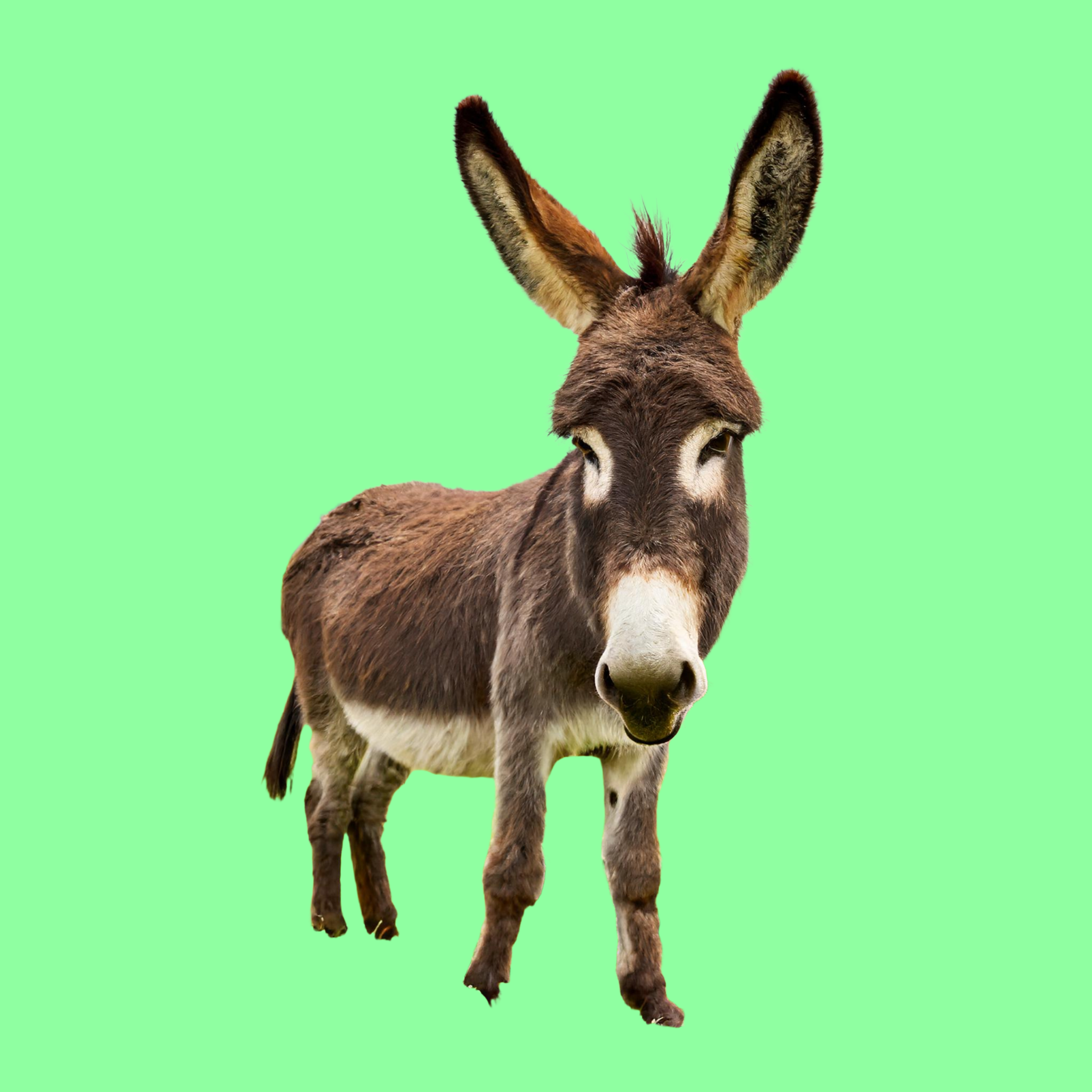 Donkey