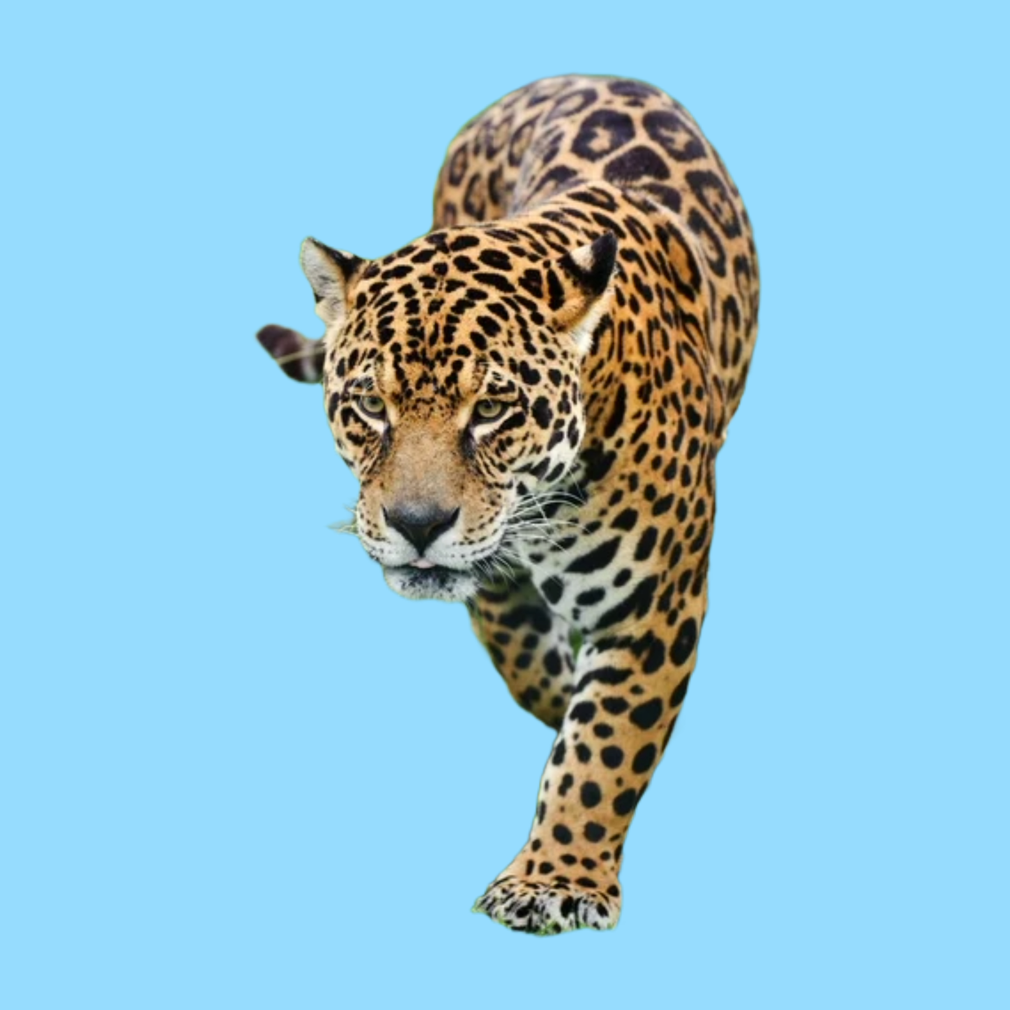 Jaguar