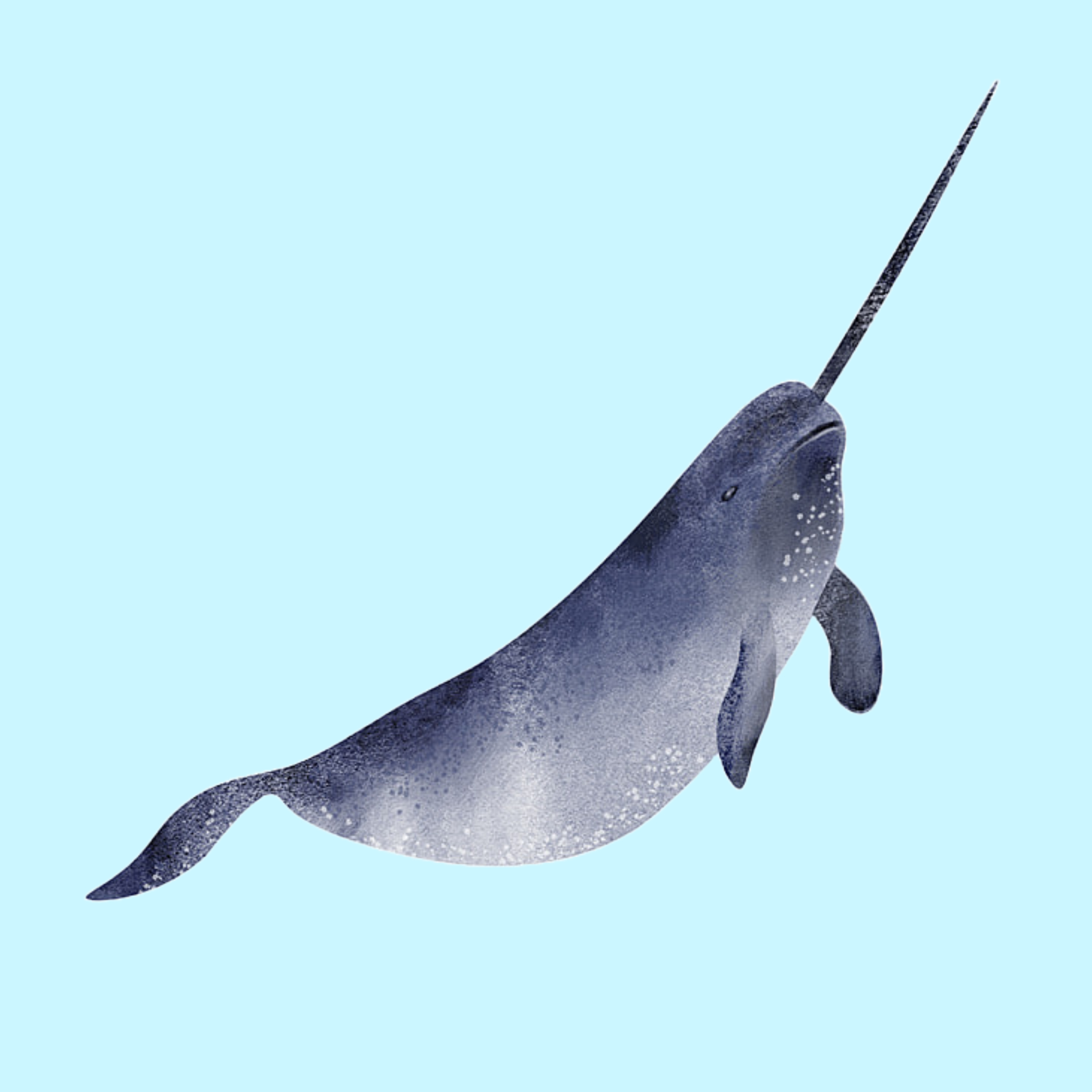 Narwhal