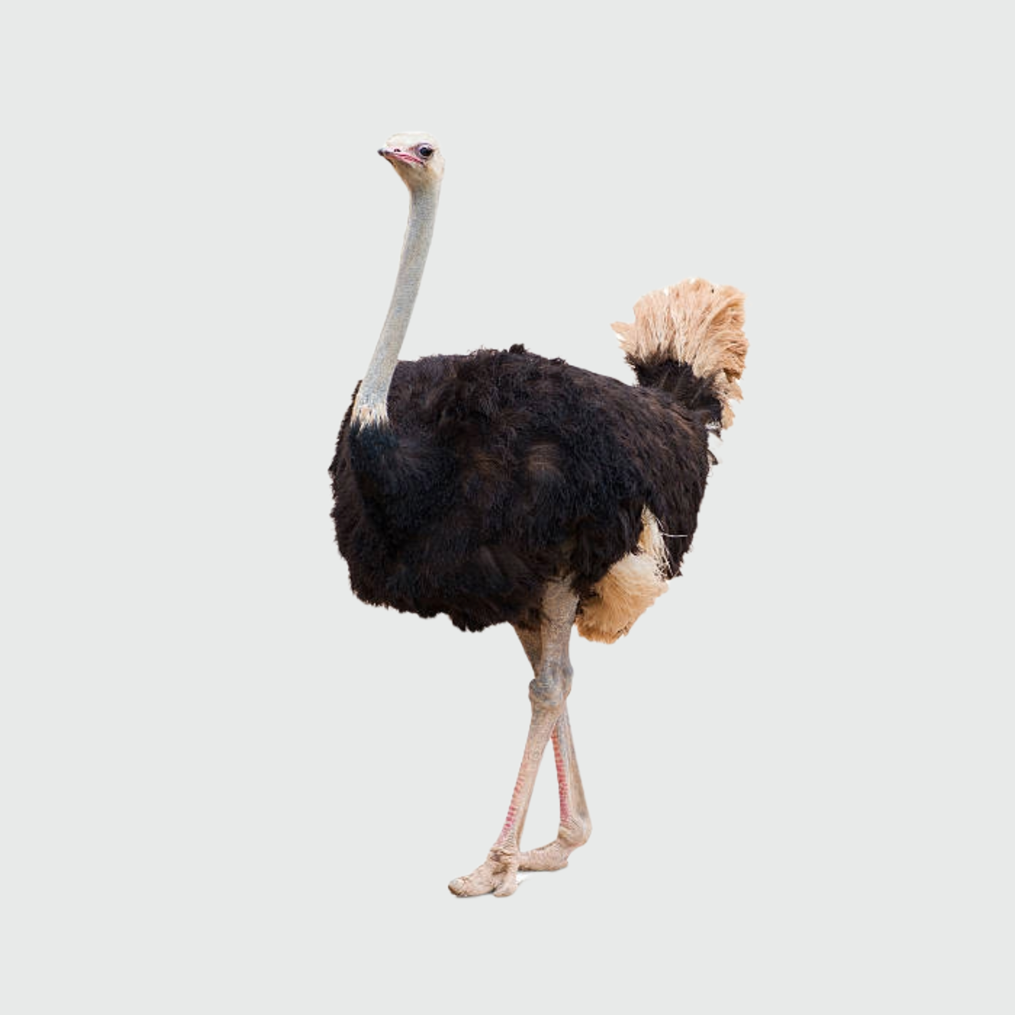 Ostrich