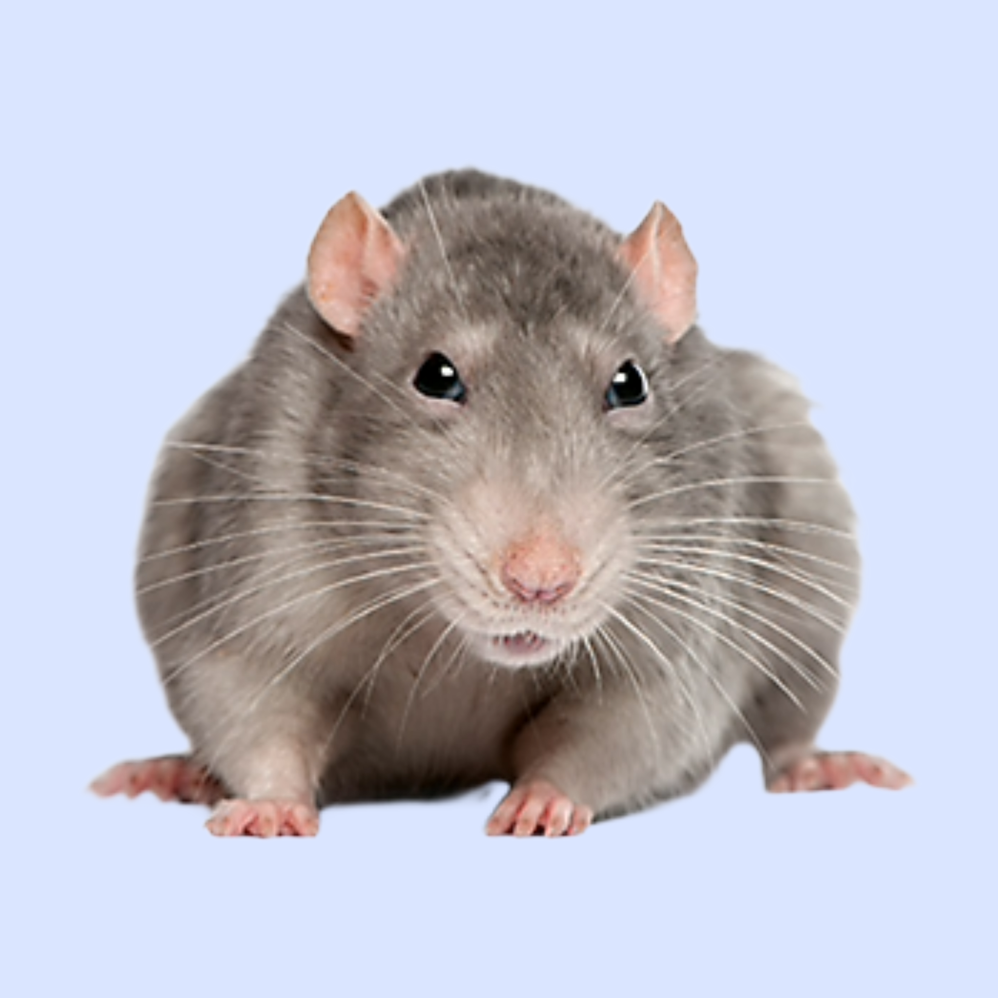 Rat