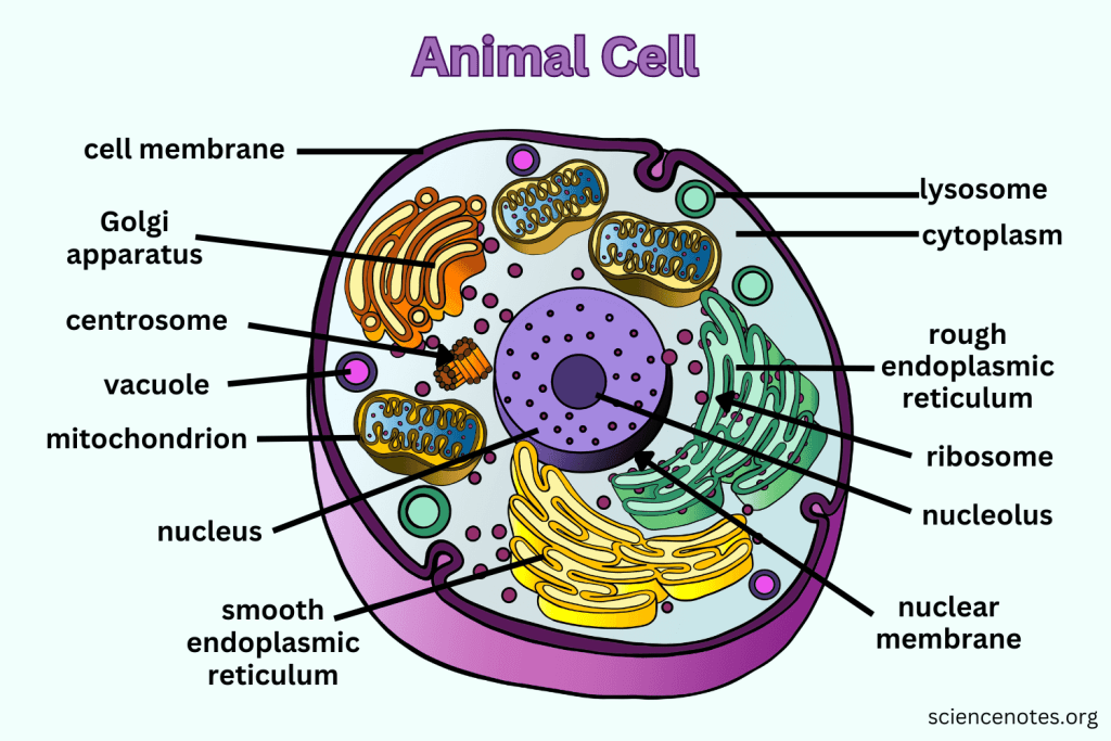 animalcell