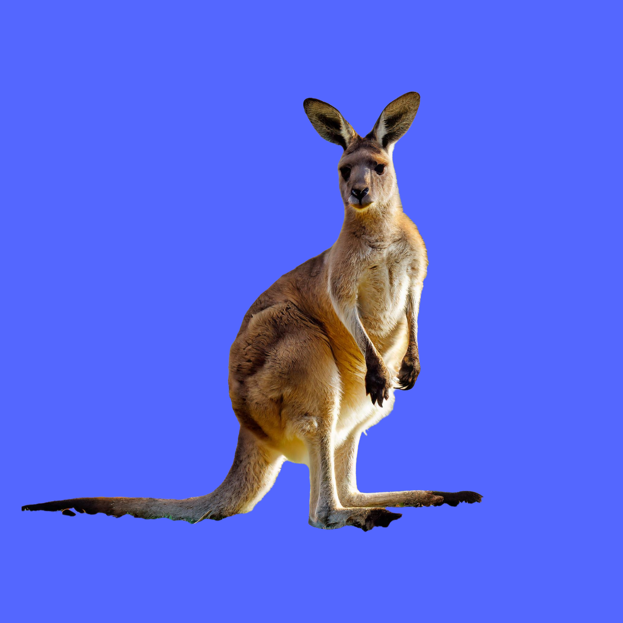 Kangaroo