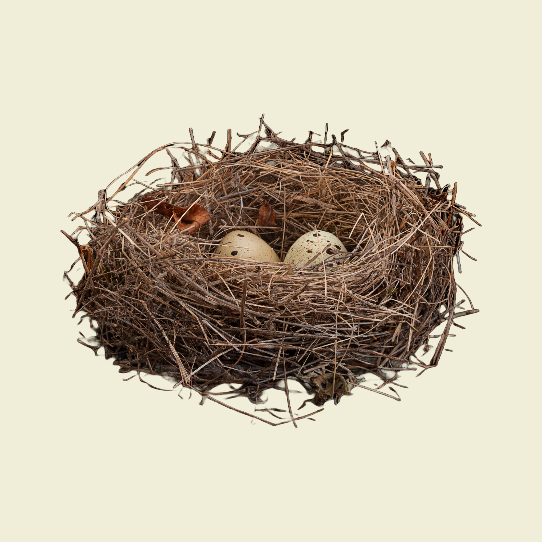 Nest