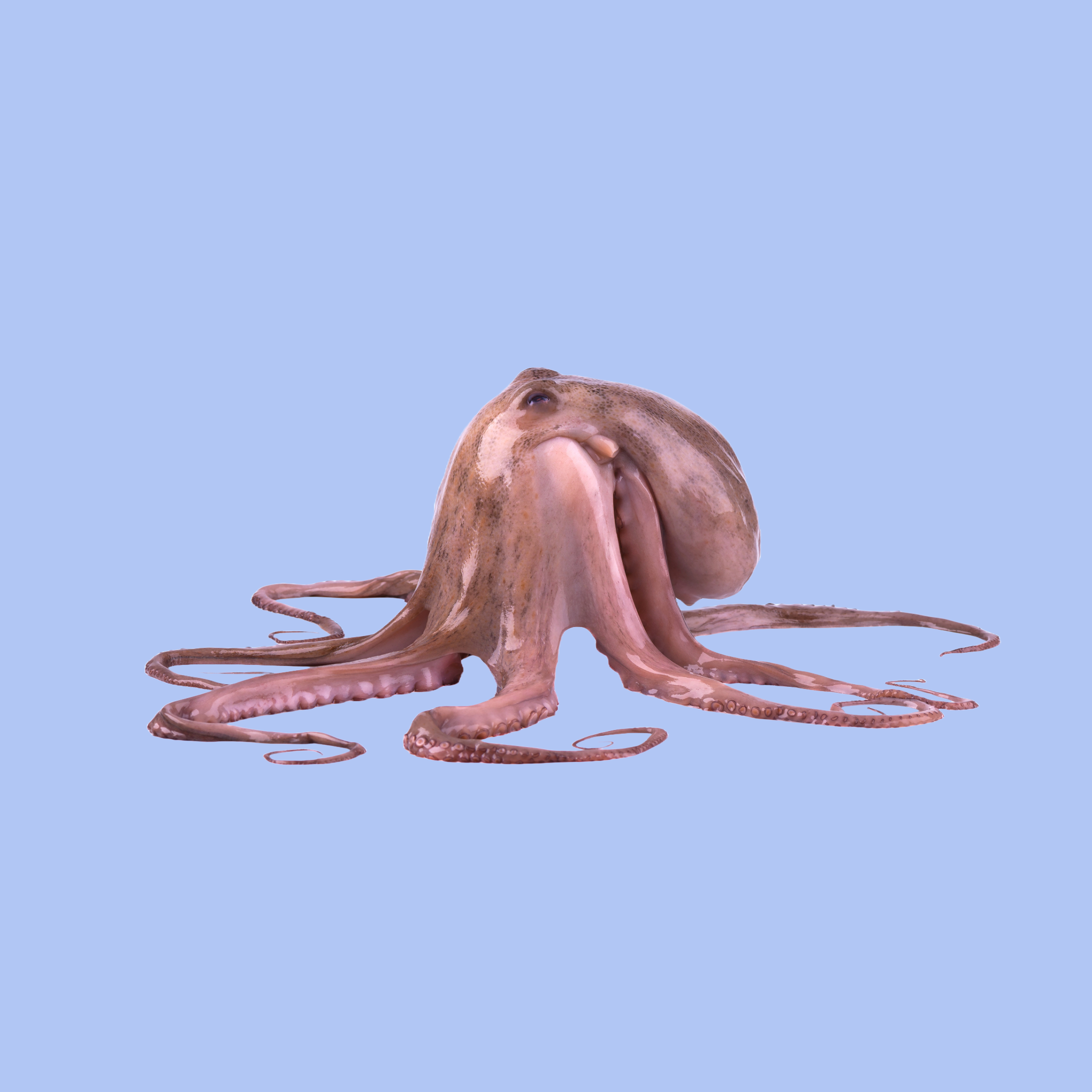 Octopus