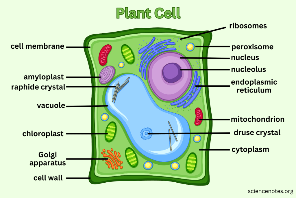 plantsCell