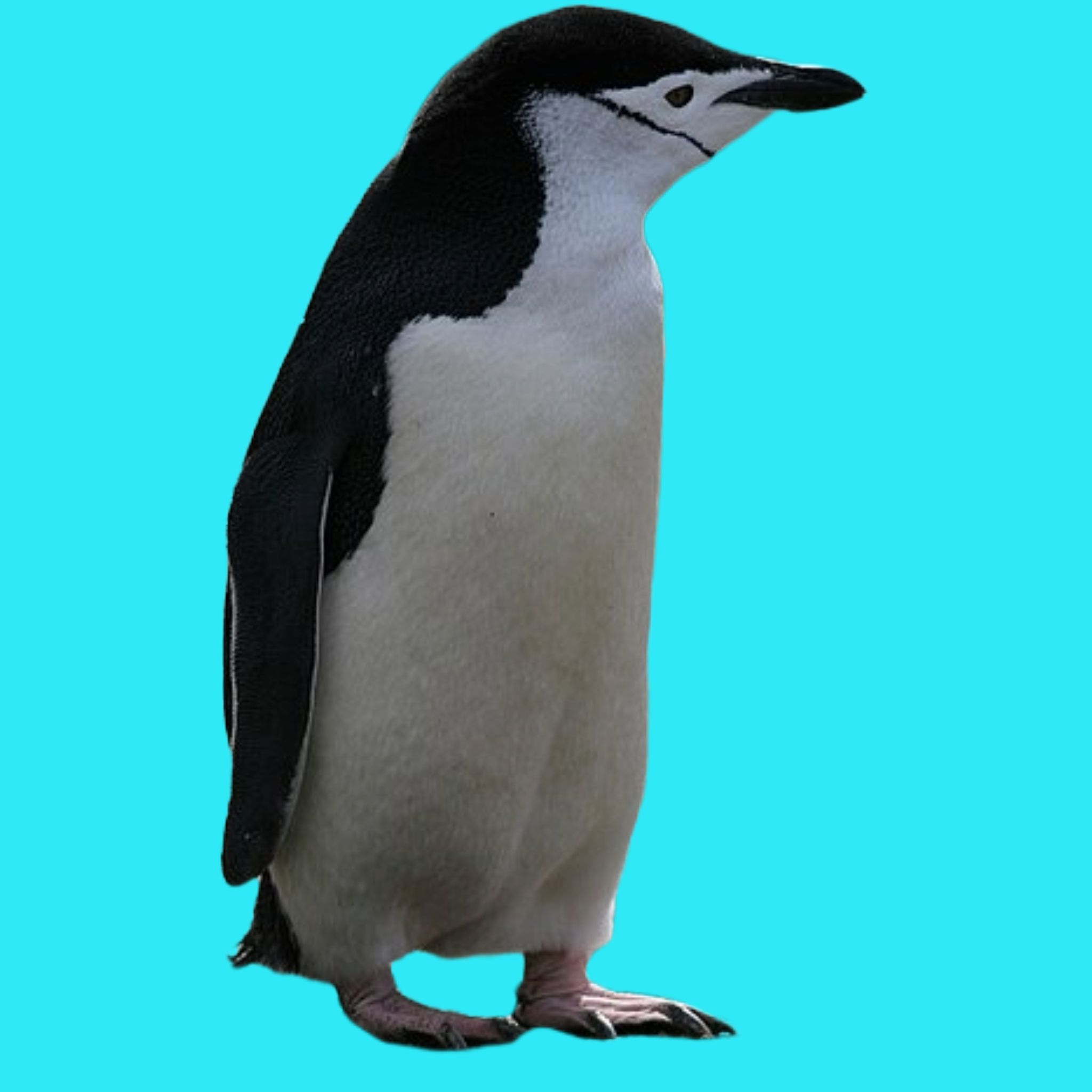 Penguin