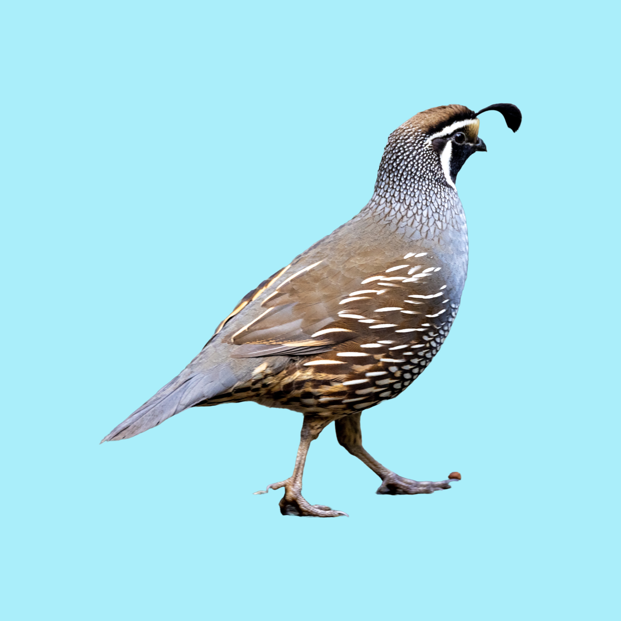 Quail