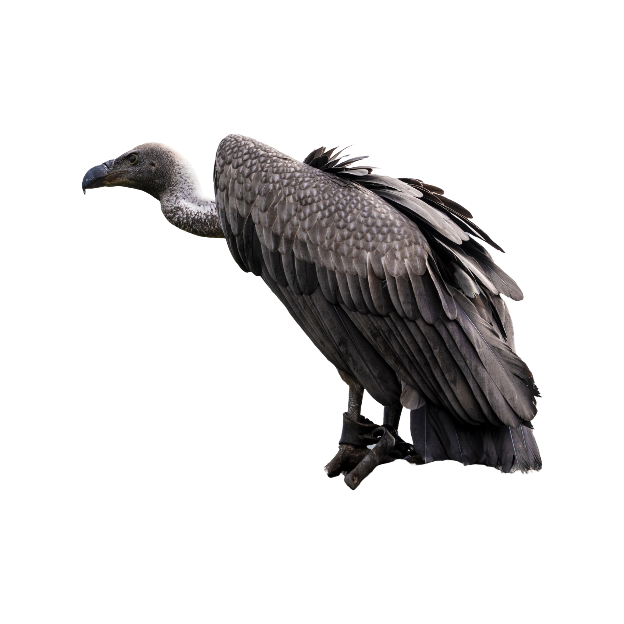 Vulture